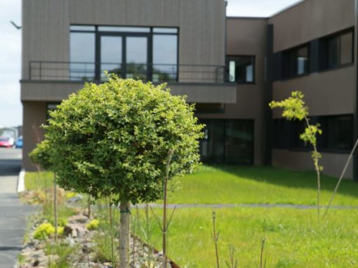 Allée de Ligustrum ovalifolium – Gazon – Rocaille (18) après