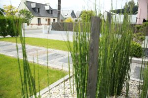 Equisetum-japonicum-Allée-palis-de-schiste-300x200